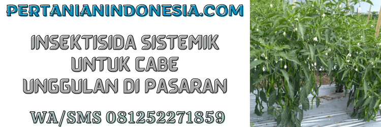 insektisida,sistemik,cabe,cabai,pertanian indonesia